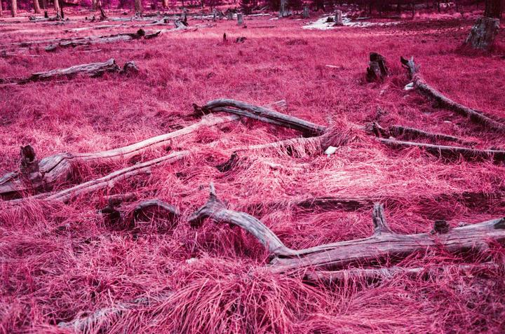 Fallen logs and tree stumps are scattered across a field of bright magenta grass.
