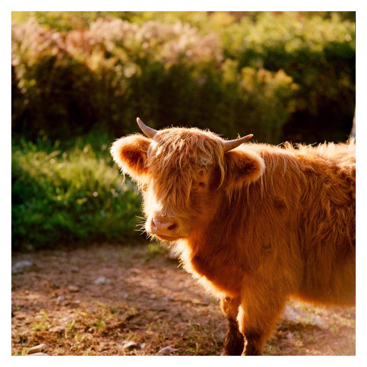 A shaggy cow with horns stands in a field with green foliage in the background.