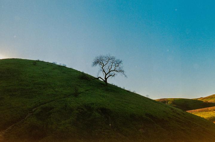 A lone, bare tree stands on a grassy hill under a clear sky, with other hills visible in the distance.