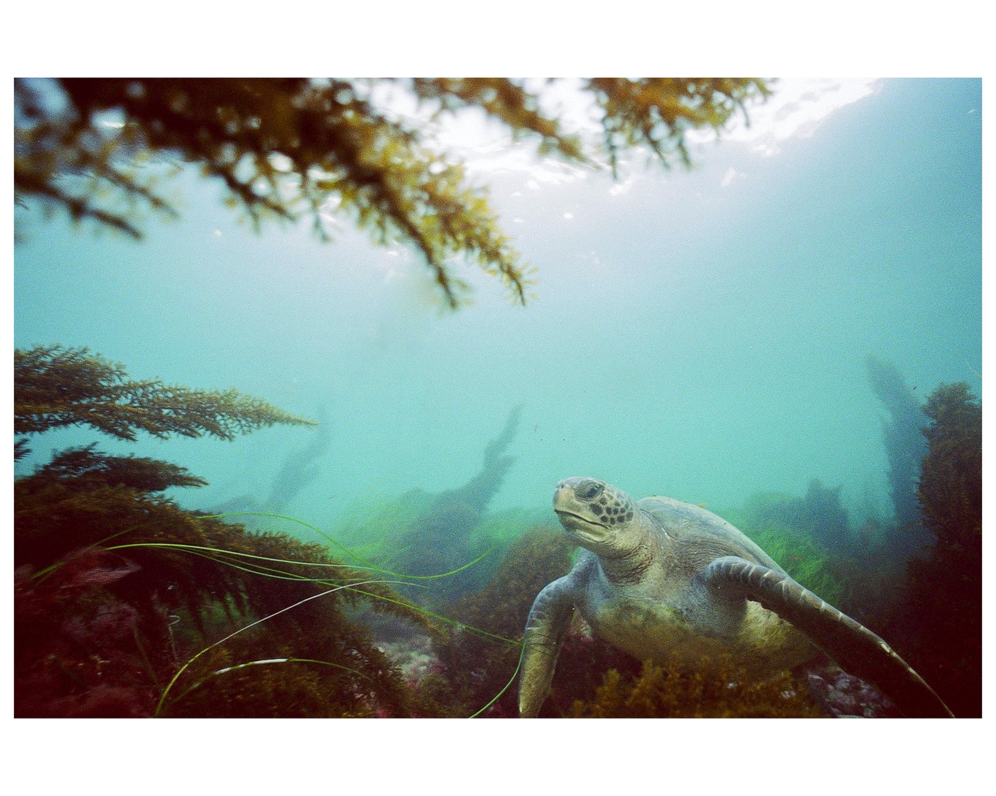 A sea turtle swims among seaweed and kelp underwater.