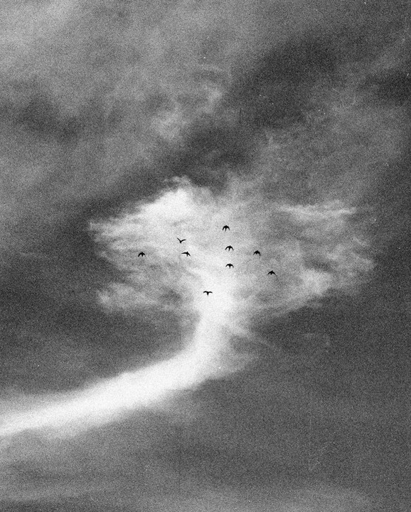 A flock of birds flies in front of a cloud formation in a black and white sky.