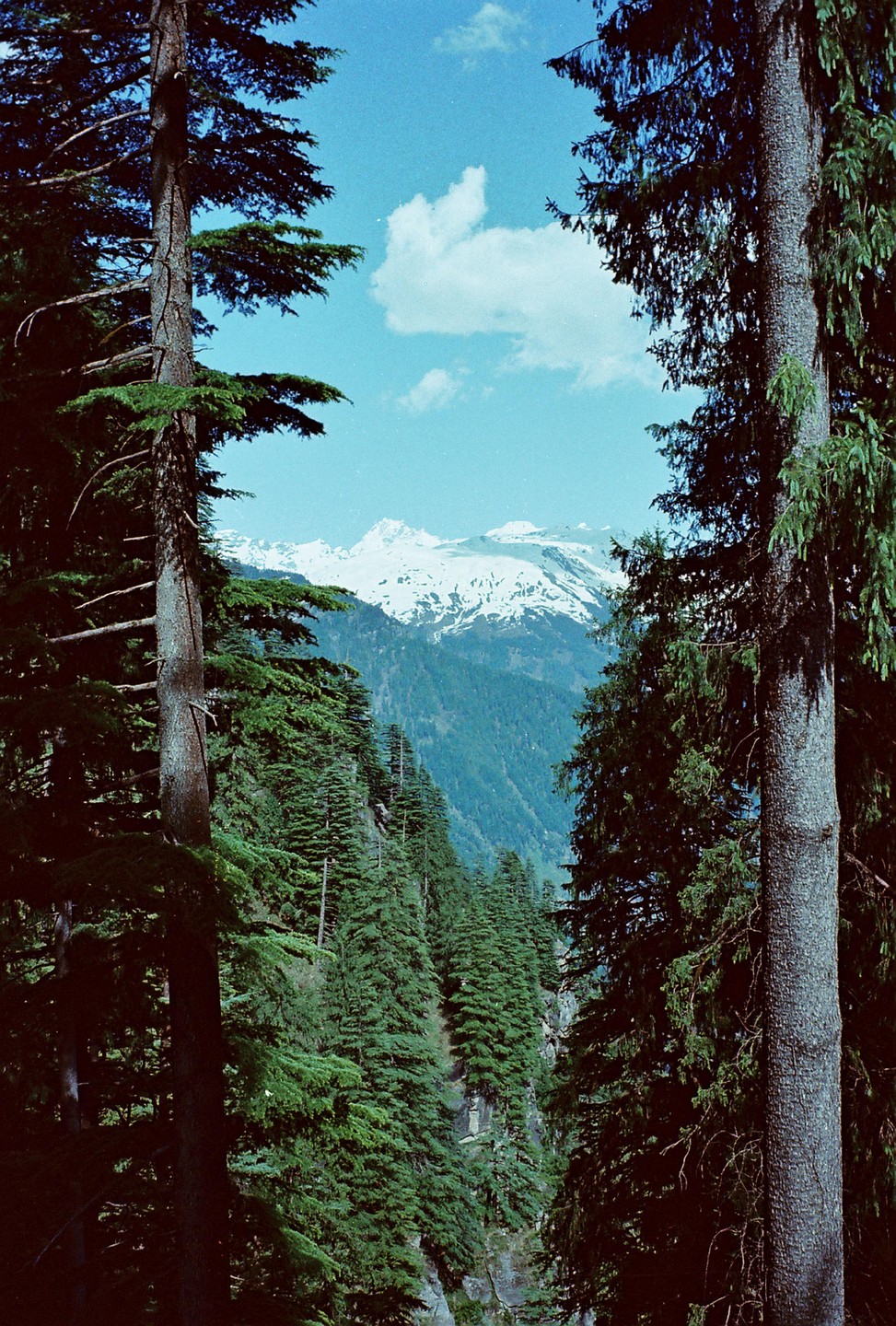 Two tall pine trees frame a view of a valley filled with evergreen trees and snow-capped mountains under a blue sky with a single cloud.