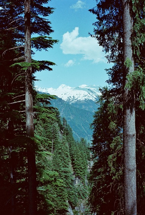 Two tall pine trees frame a view of a valley filled with evergreen trees and snow-capped mountains under a blue sky with a single cloud.