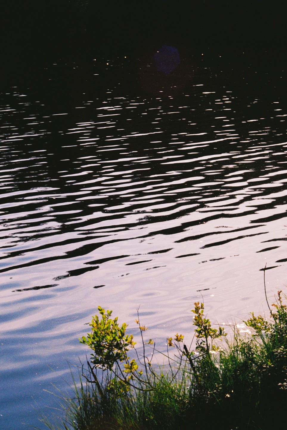 The water of a lake reflects the light of the sky, with some plants in the foreground.