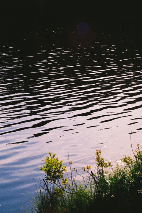 The water of a lake reflects the light of the sky, with some plants in the foreground.