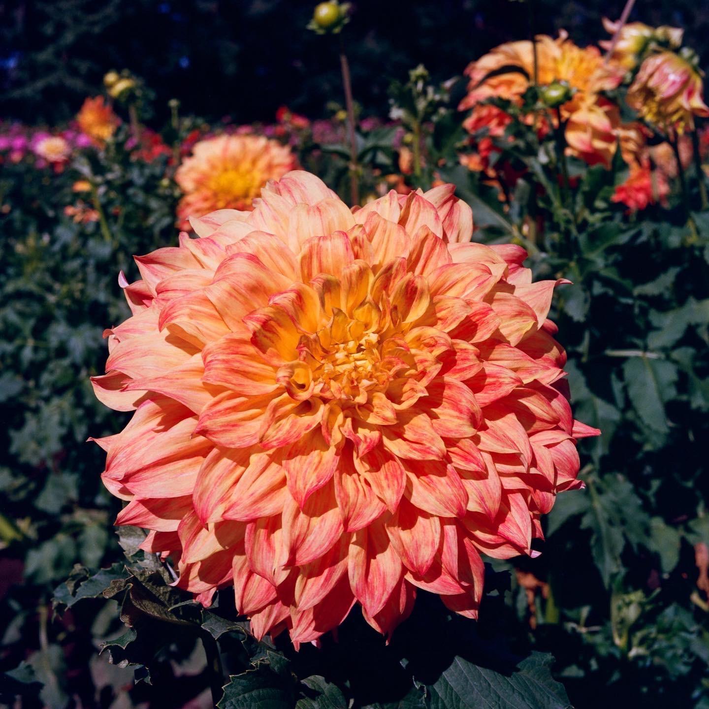 A large, vibrant orange and pink flower with many petals is in sharp focus, surrounded by green foliage and other out-of-focus flowers in the background.