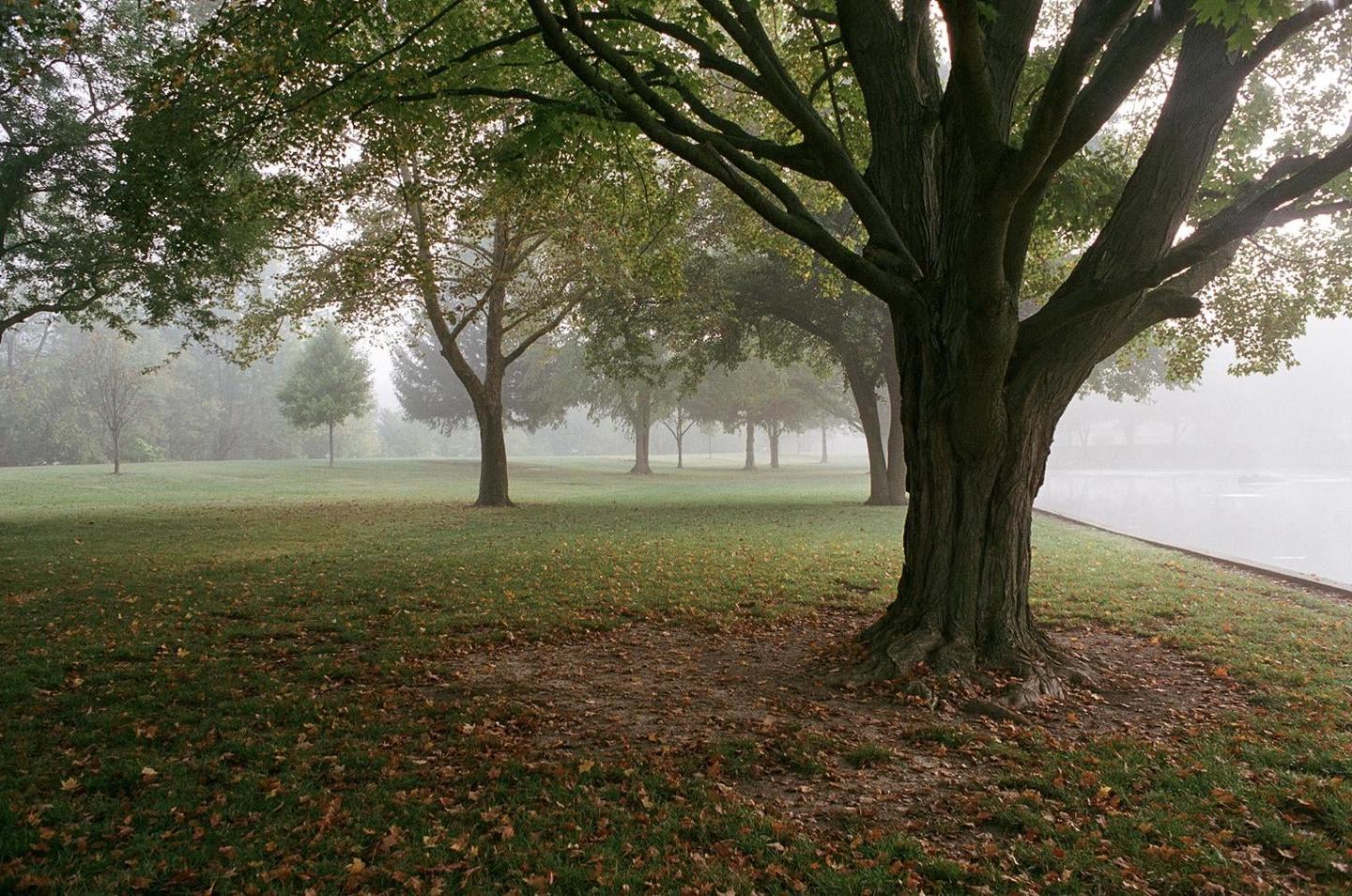 A park with many trees and fallen leaves is covered in a thick fog next to a body of water.