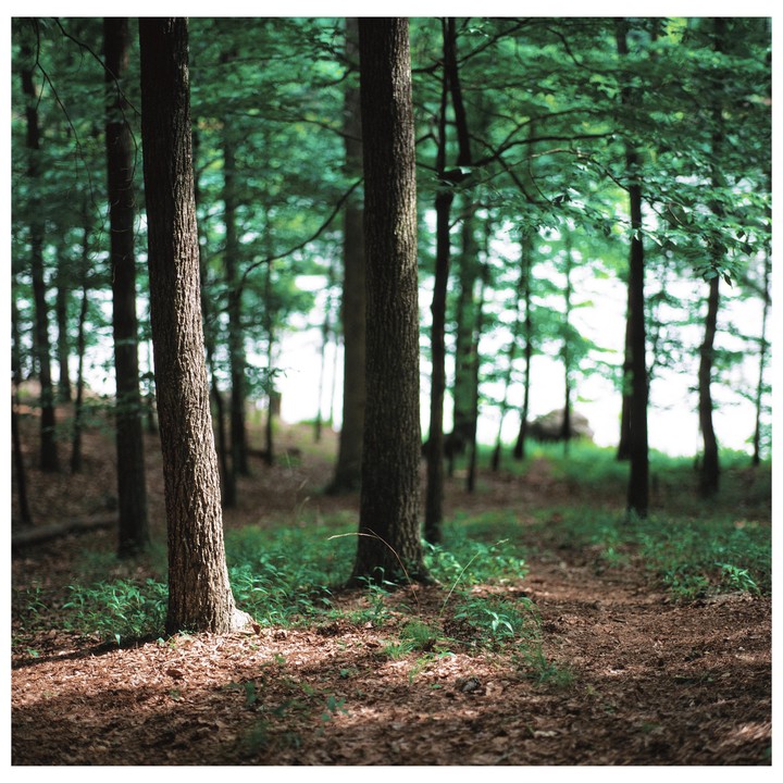 Sunlight filters through the trees onto the forest floor.