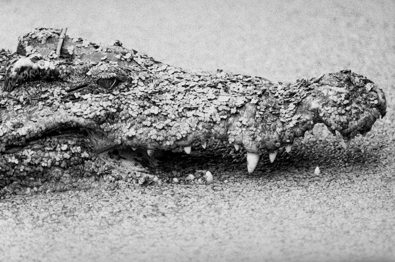 A close-up, black and white shot shows the head of a crocodile covered in small, round particles, with its teeth visible.