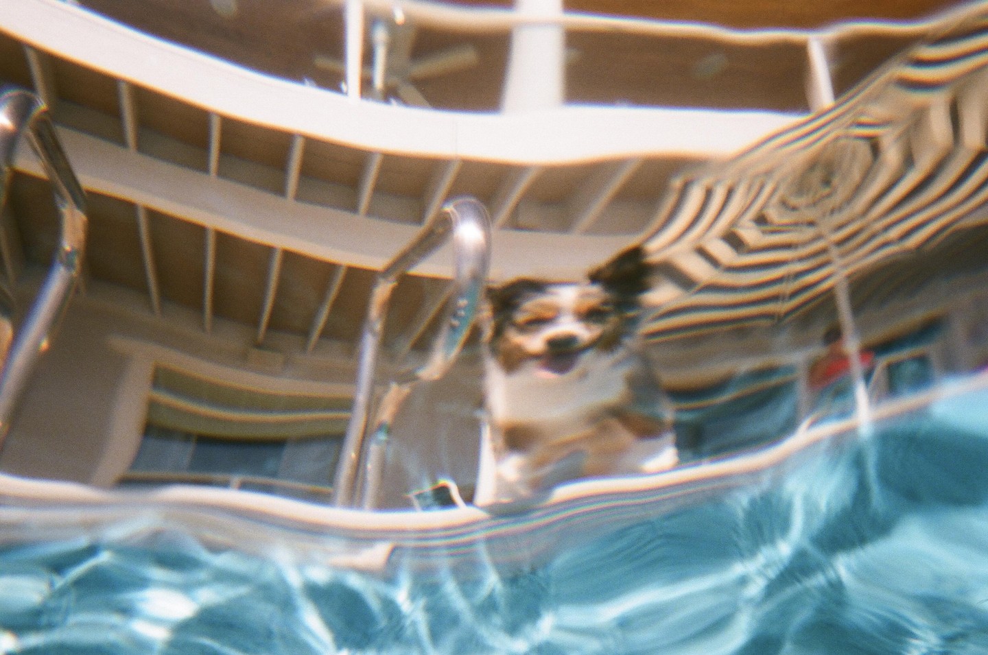 A dog is visible above the water line of a swimming pool, with a building and umbrella in the background.