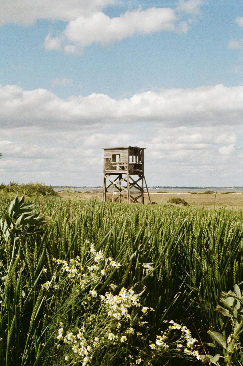 A wooden bird blind stands in a field of tall green plants under a partly cloudy sky.