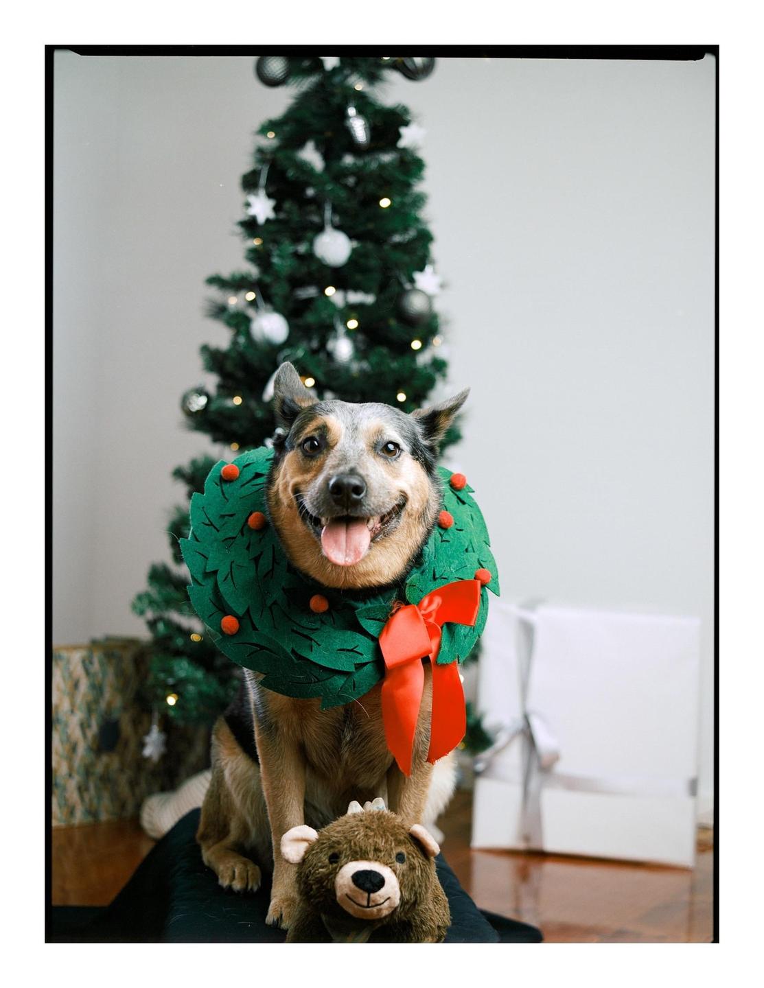 A dog wearing a Christmas wreath sits in front of a Christmas tree with a stuffed animal.