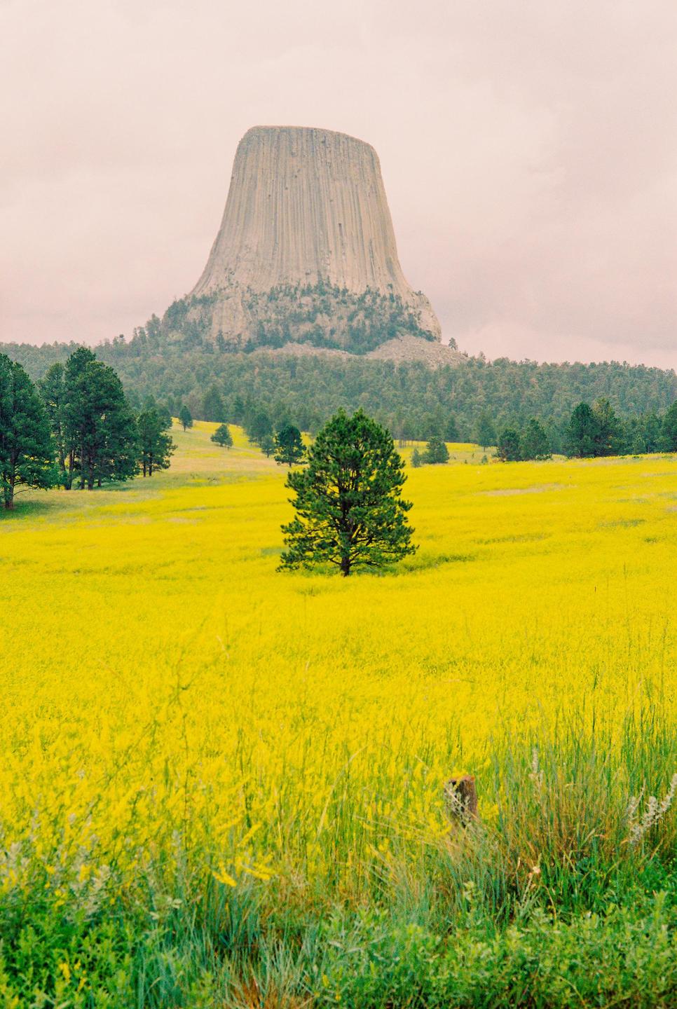 A large rock formation rises above a field of yellow flowers with scattered trees.