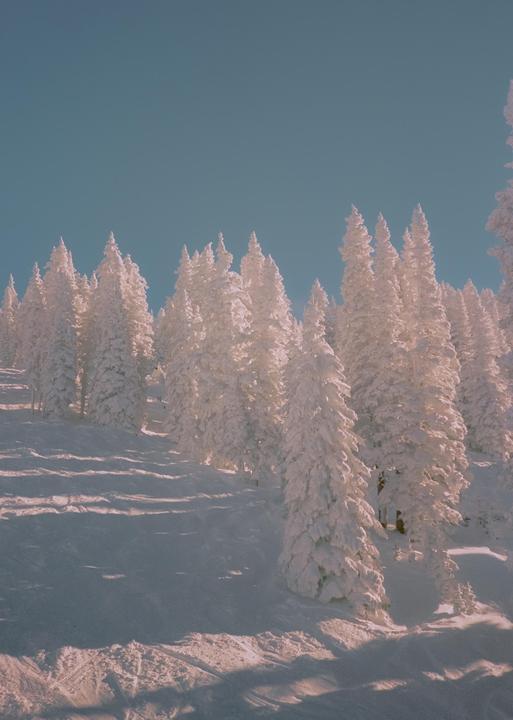A forest of snow-covered pine trees stands on a snowy slope under a clear sky.
