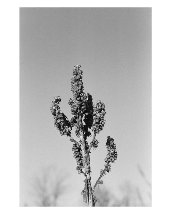 A plant with many small buds on its branches stands against a clear sky.