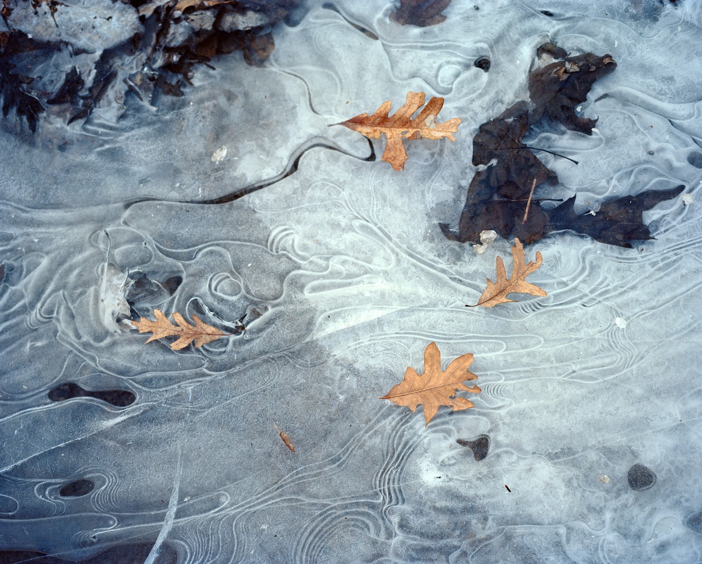 Fallen autumn leaves are frozen into the ice of a creek.