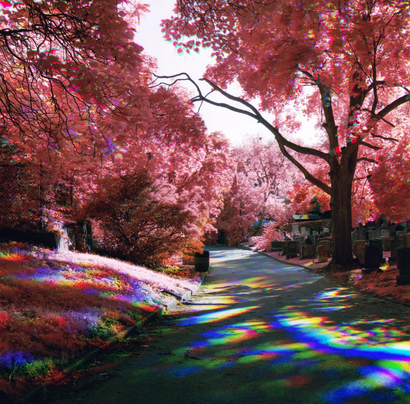 A path through a cemetery is lined with trees with pink foliage and colorful light streaks on the ground.