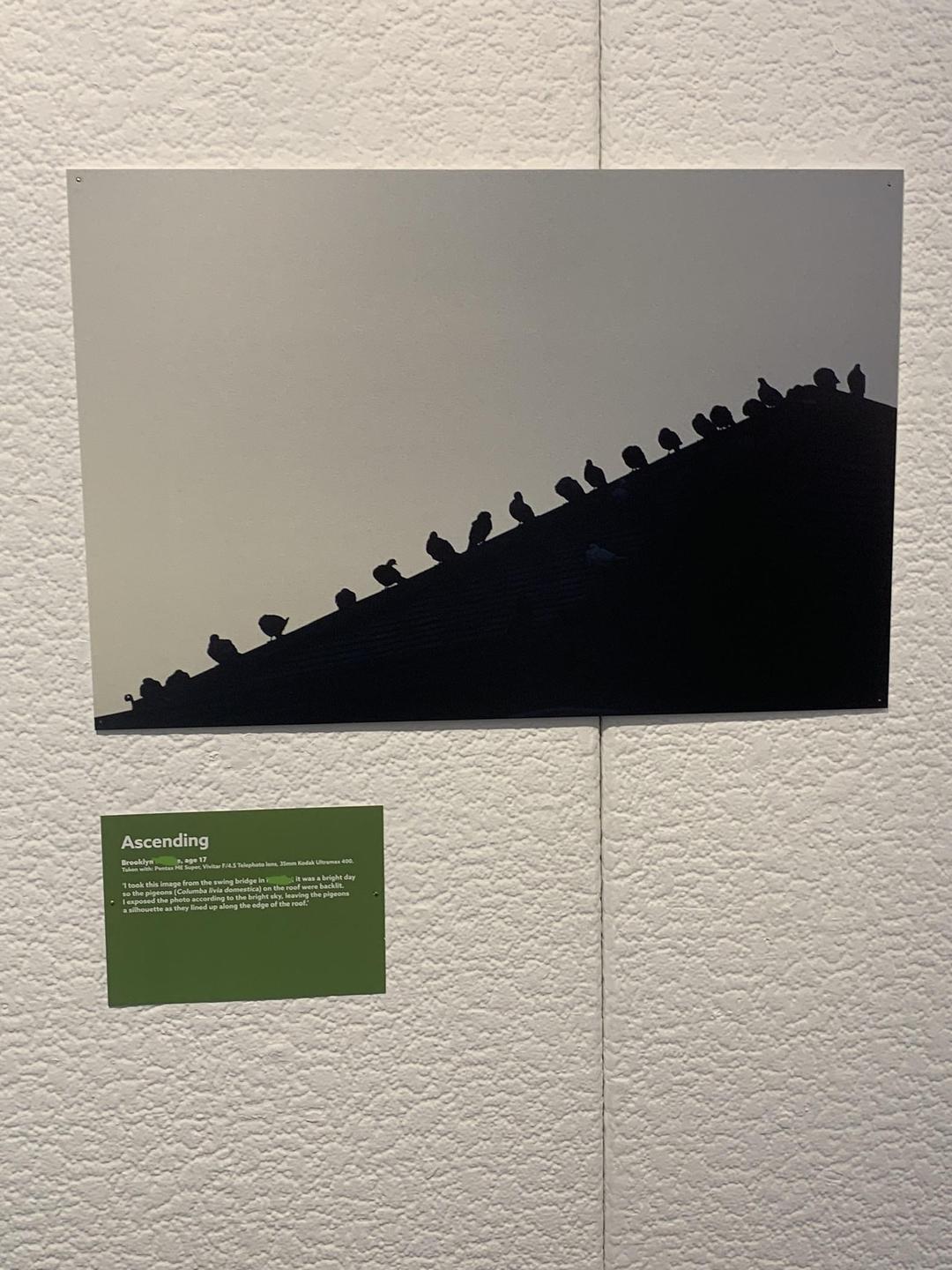 A line of pigeons is silhouetted against a bright sky, perched on the edge of a roof.