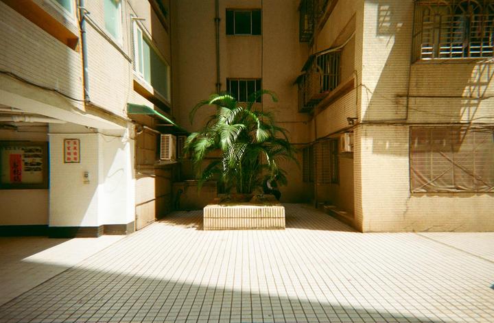 A small palm tree grows in a tiled courtyard surrounded by apartment buildings.