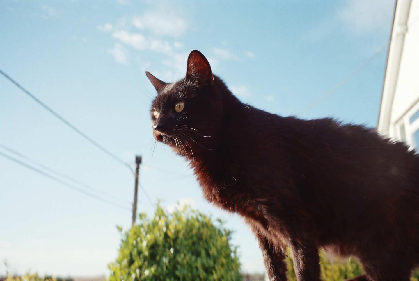 A black cat with yellow eyes looks to the left against a bright blue sky.