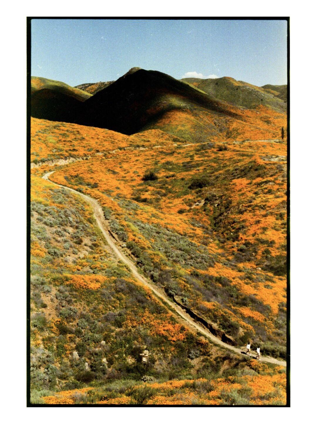 Two people walk along a winding dirt path through hills covered in orange wildflowers under a clear sky.