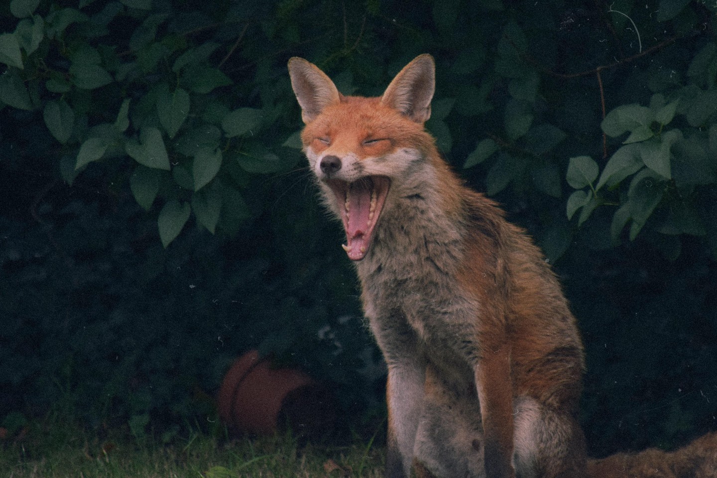 A fox yawns with its mouth wide open, showing its teeth and tongue, against a dark green leafy background.