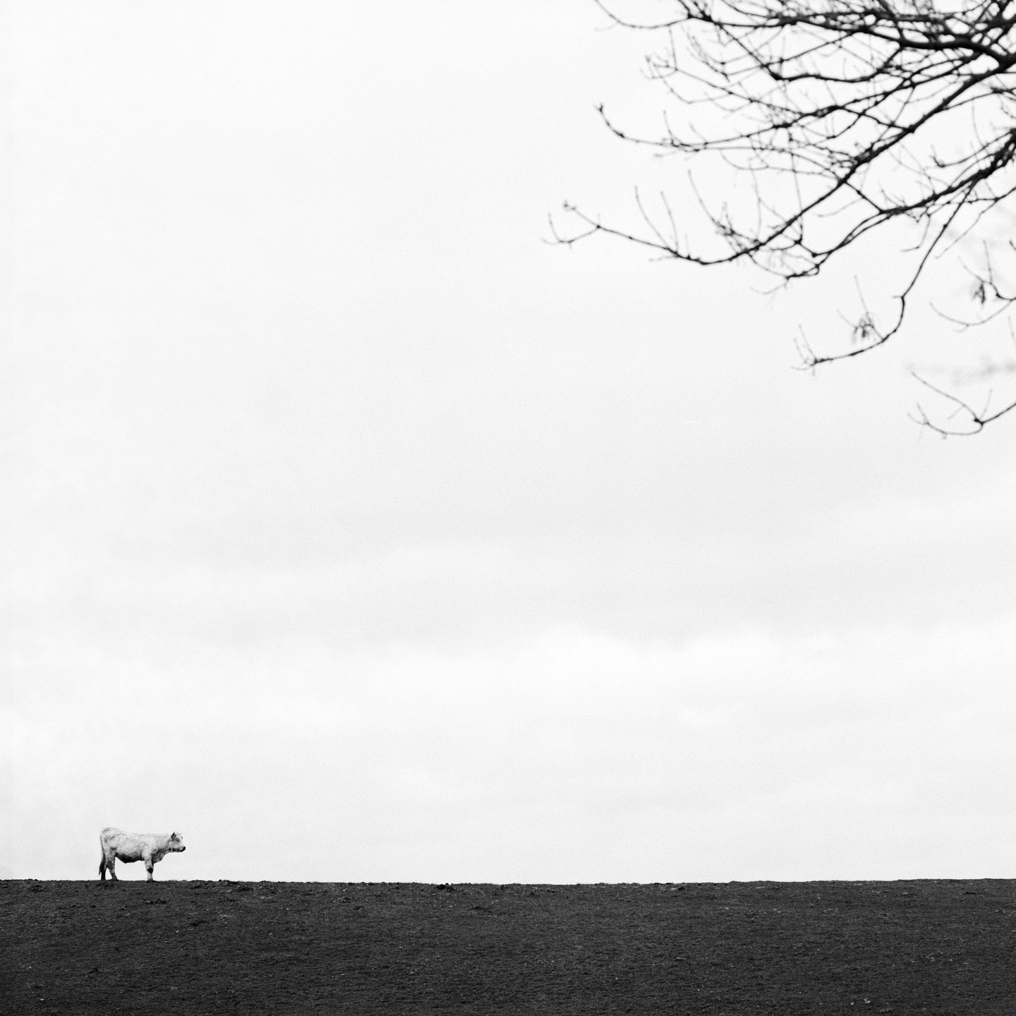 A cow stands on a dark horizon under a bright sky with tree branches in the upper right.