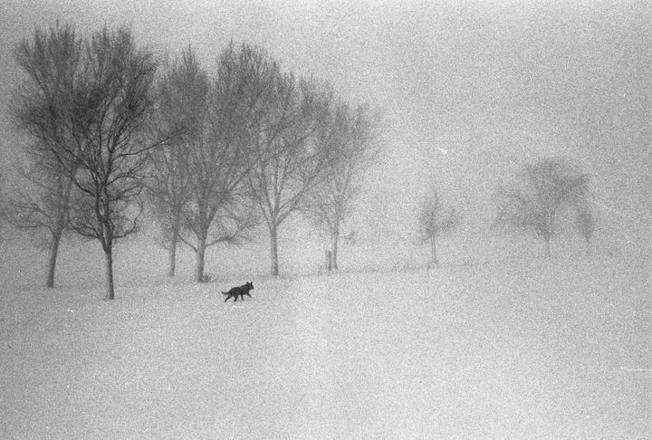A dog walks through a snowy field with trees in the background during a blizzard.