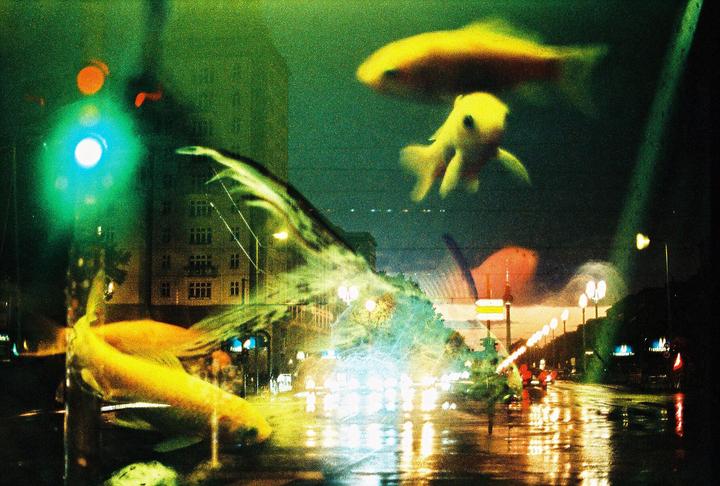 Three goldfish swim over a blurred street scene at night with a building and streetlights visible.