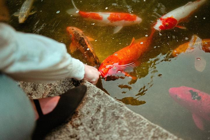 A person feeds a large orange koi fish in a pond with other koi fish swimming nearby.