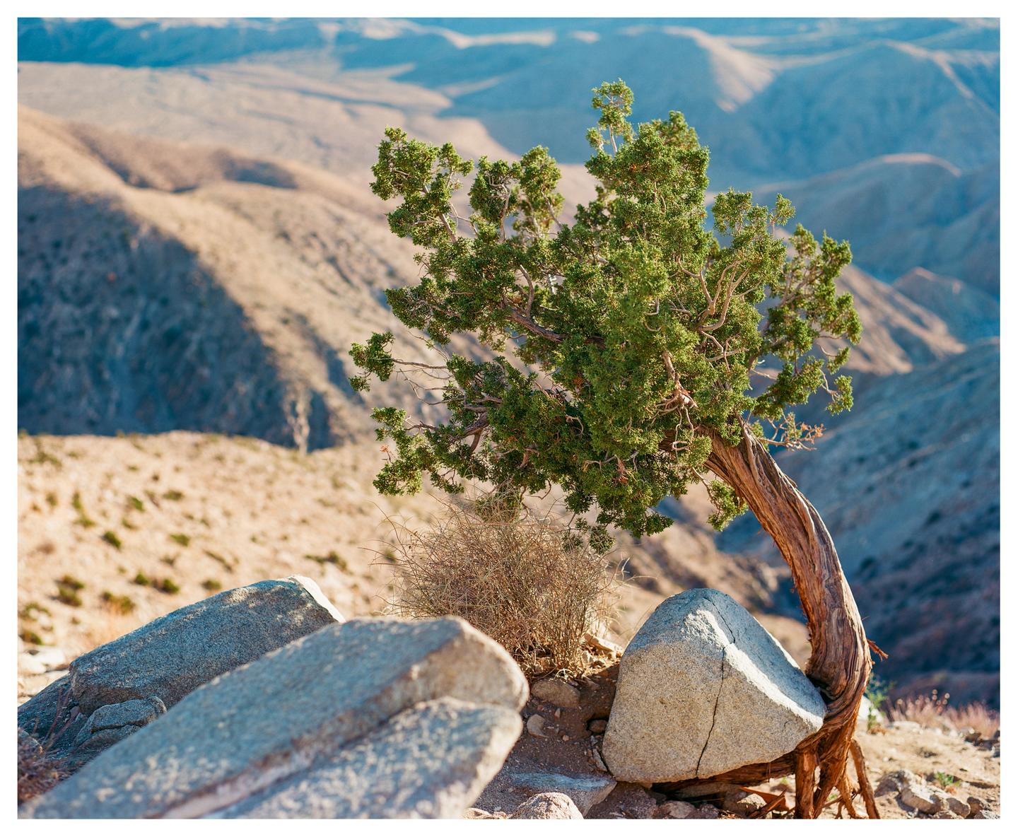 A small tree grows on a rocky mountain with a valley in the background.