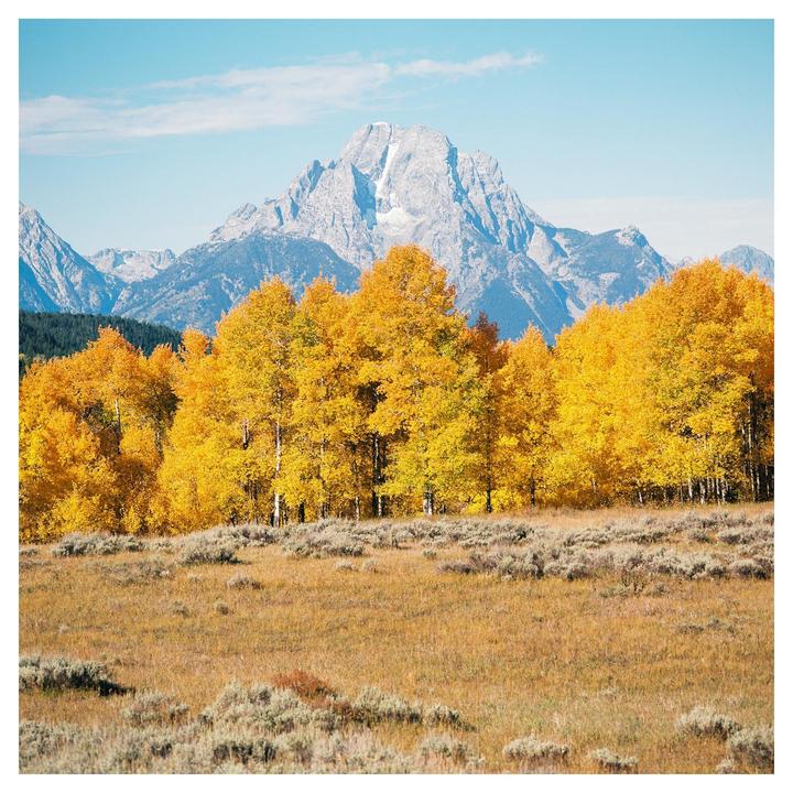 A field of dry grass and sagebrush leads to a line of golden aspen trees with a large mountain in the background under a blue sky.
