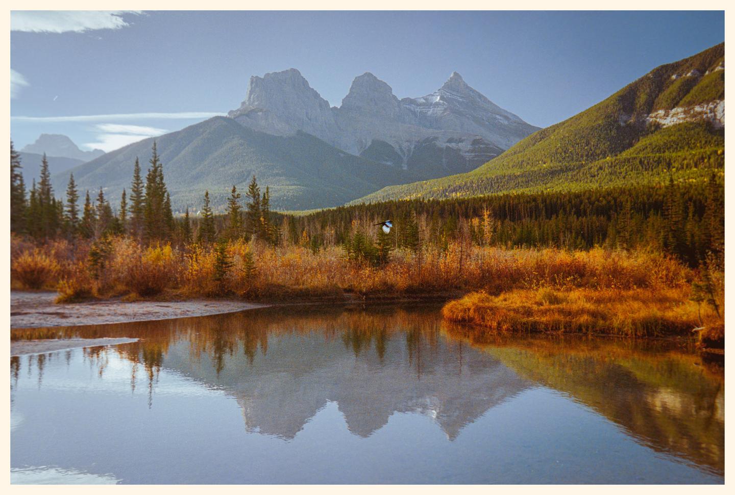 A bird flies over a body of water reflecting mountains and autumn foliage.