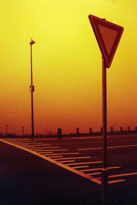 A bird sits atop a street light next to a yield sign and a road with painted lines.