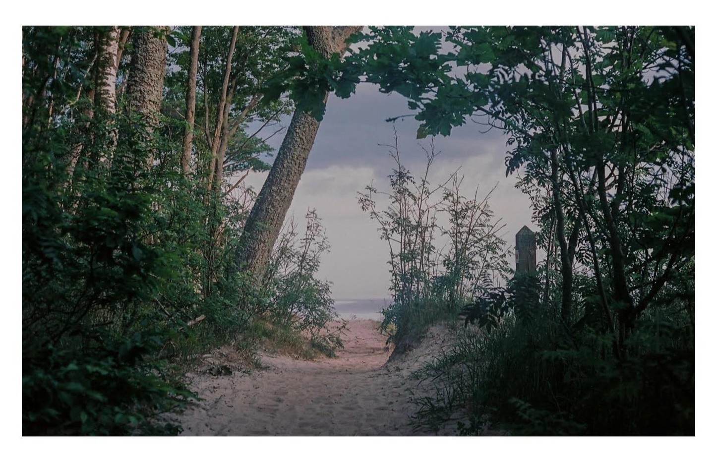 A sandy path leads through dense foliage towards a body of water under a cloudy sky.