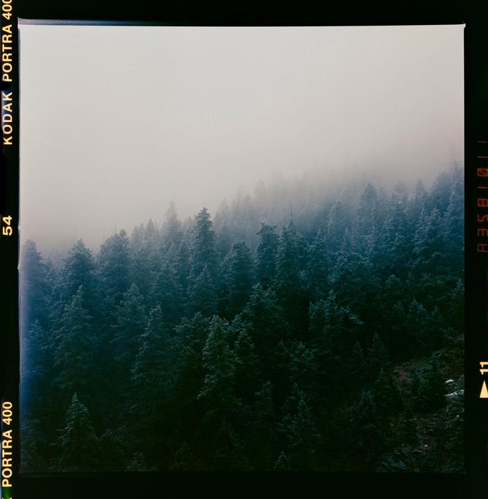 A dense forest of pine trees is partially obscured by a thick fog.