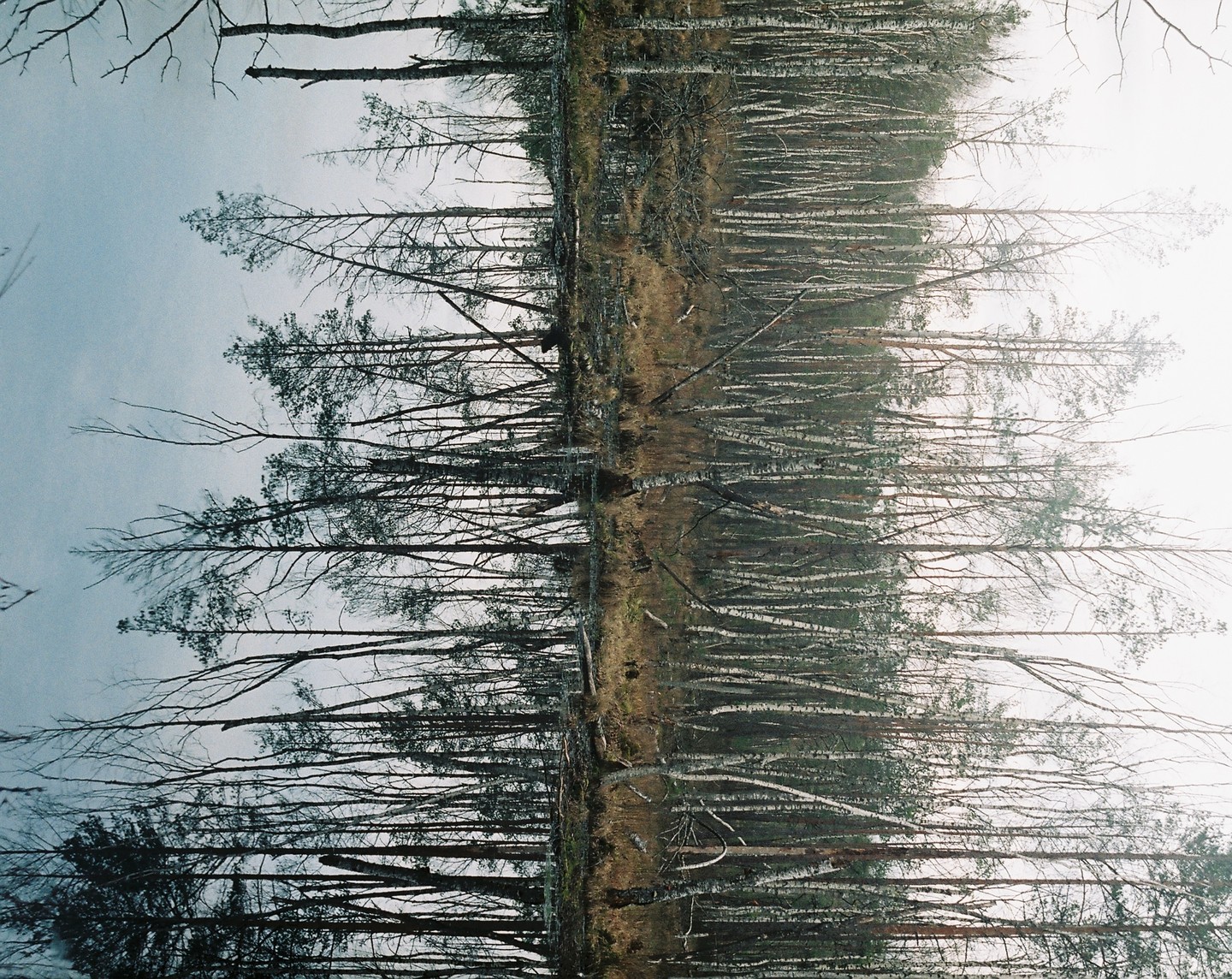 A forest of tall, slender trees with bare branches is reflected in a body of water, creating a symmetrical image.