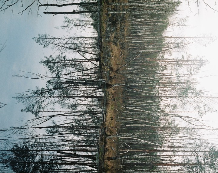 A forest of tall, slender trees with bare branches is reflected in a body of water, creating a symmetrical image.