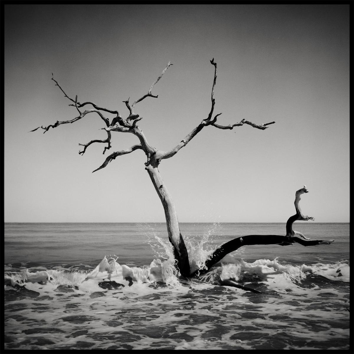 A bare tree stands in the ocean as waves crash around its trunk and branches.