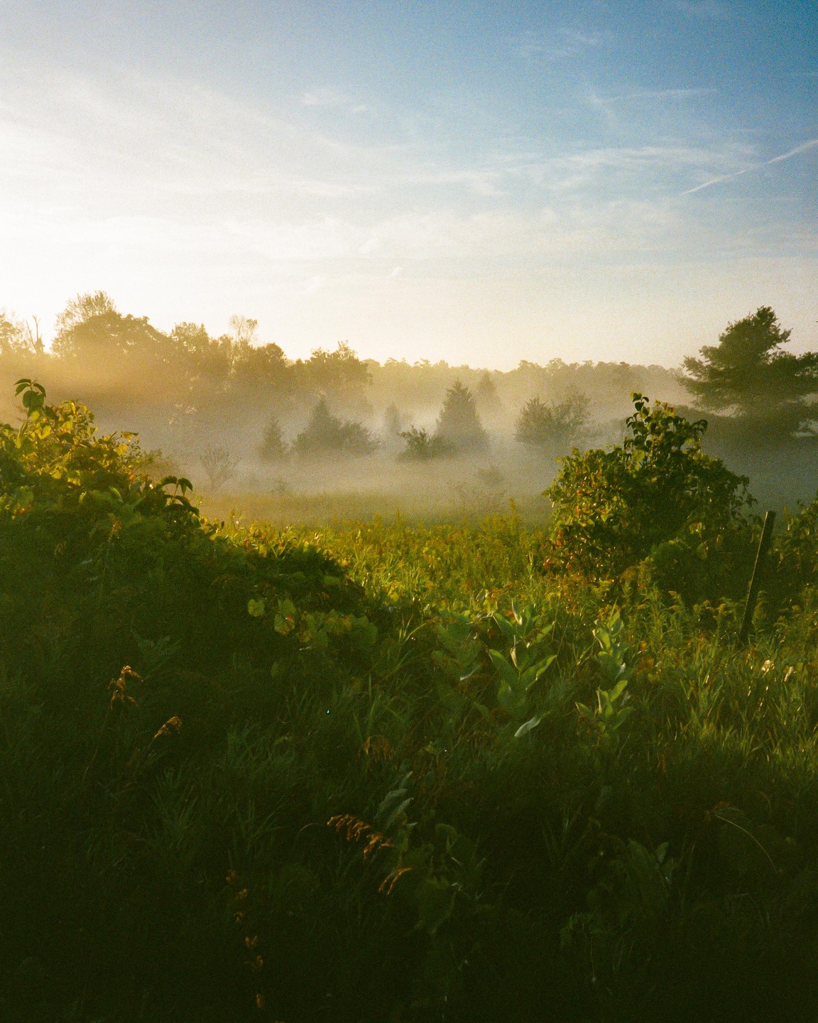 A field of green plants and trees is covered in a thick fog under a bright sky.