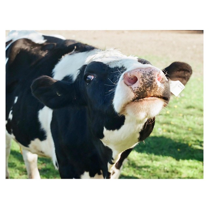 A black and white dairy cow with a pink nose looks directly at the viewer.