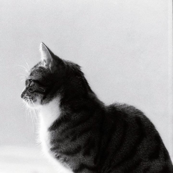 A cat with striped fur and a white chest looks to the left.