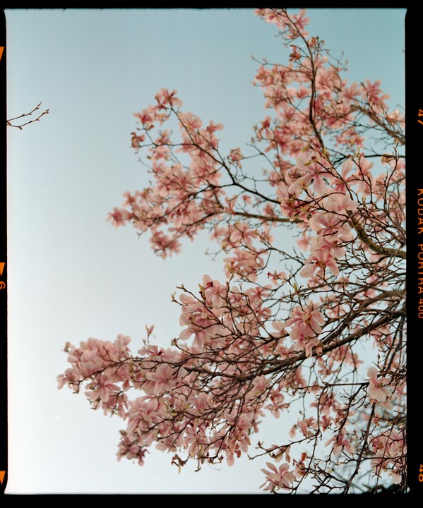 A tree with pink blossoms is set against a clear sky.