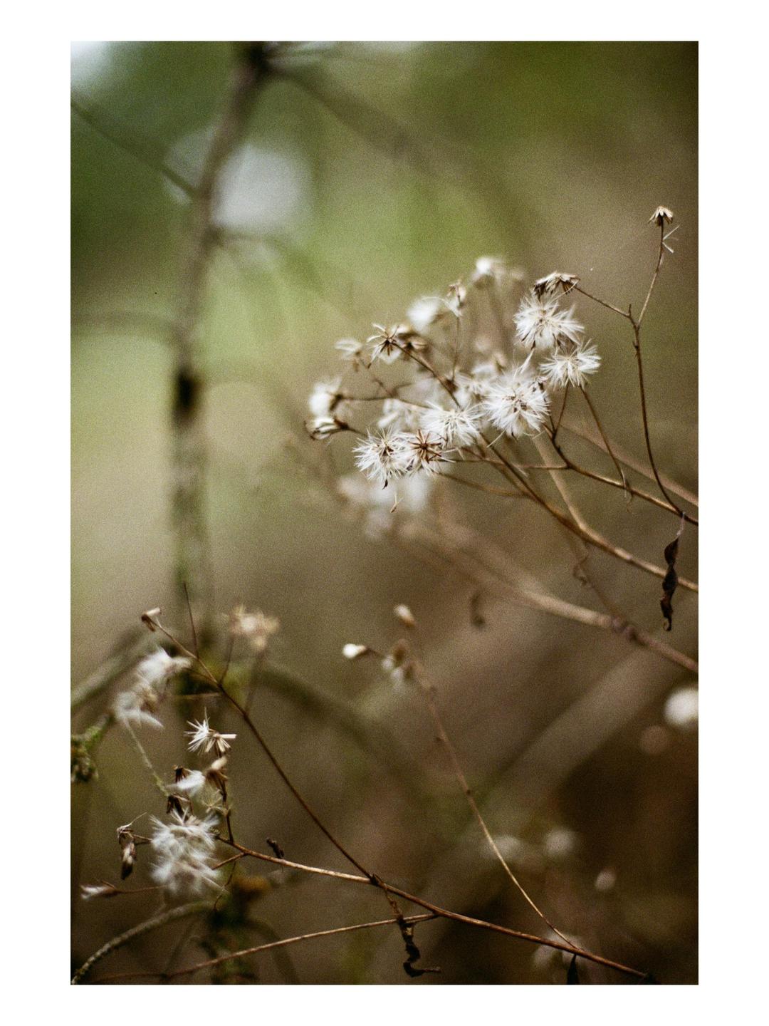 A close-up shot shows dried plants with fluffy white seeds against a blurred green and brown background.