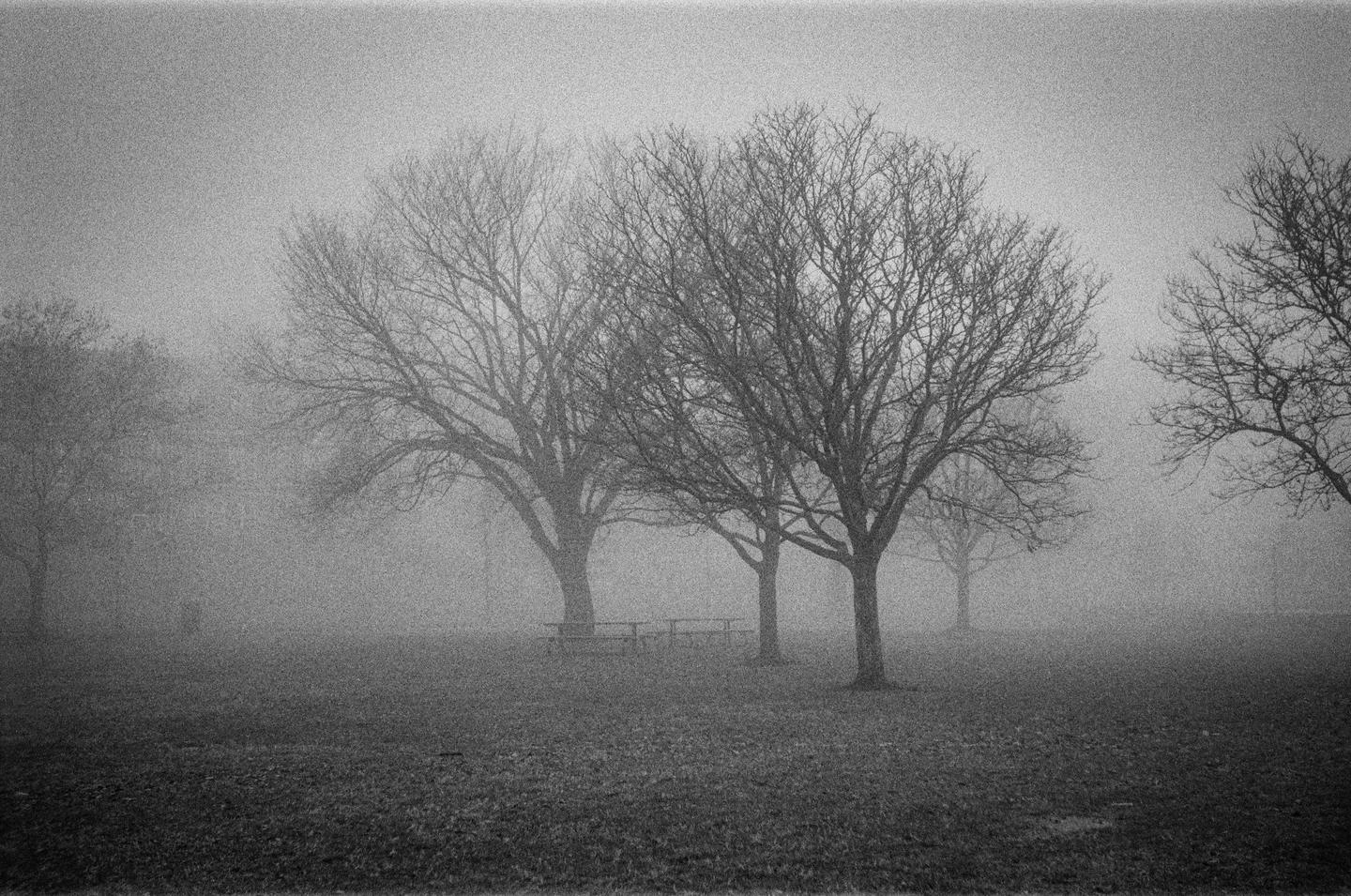 A field with several bare trees and picnic tables is shrouded in thick fog.