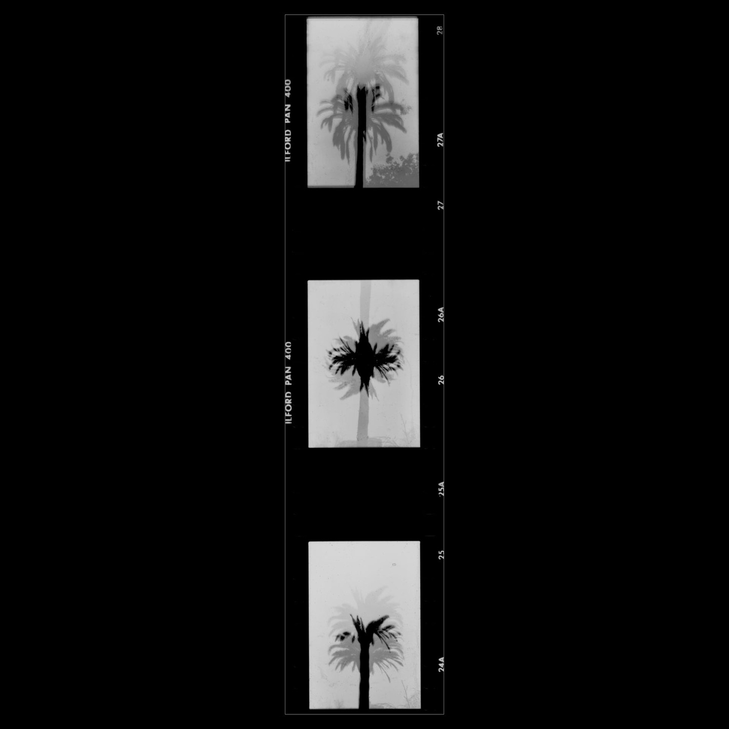 Three black and white double exposure images of palm trees are arranged vertically on a black background.
