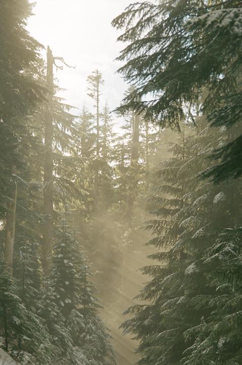 Sunlight streams through a snowy forest of tall evergreen trees.