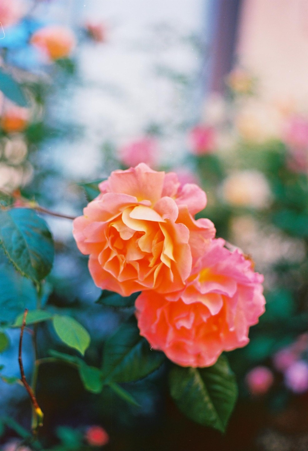 Two orange and pink roses are in focus with green leaves and out-of-focus flowers in the background.