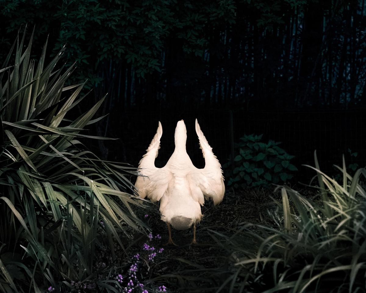 A white duck with its wings spread stands in a dark garden surrounded by lush foliage and purple flowers.