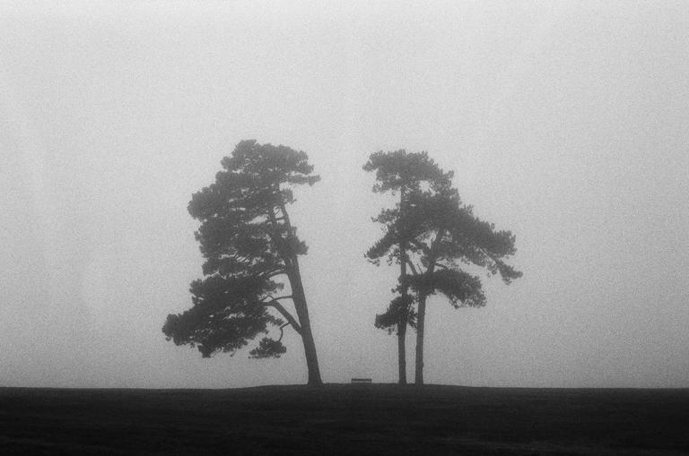 Two trees stand on a hill in the fog.